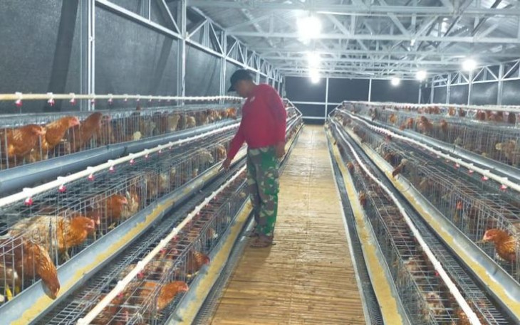 Food estate Kodam XIV Hasanuddin 