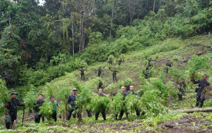 Prajurit Korem 023/KS saat menemukan ladang ganja di Kabupaten Mandailing Natal, Selasa (12/9)
