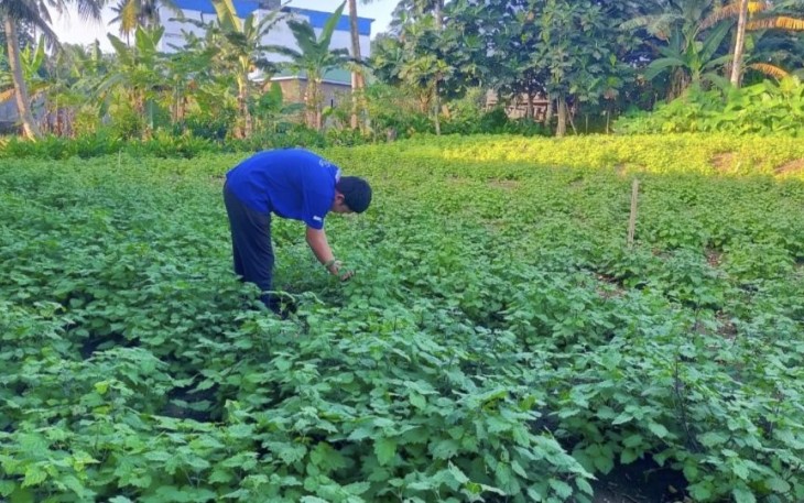 Wahyu petani Nilam binaan LPPM IAIN Bone