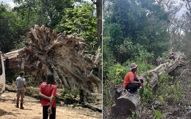 Pohon jati raksasa yang berada di wilayah hutan Gubug Payung Perhutani KPH Cepu saat dievakuasi dari lokasi untuk dipajang di Taman Budaya Cepu.