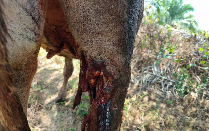Bekas gigitan di paha sapi diduga serangan harimau 