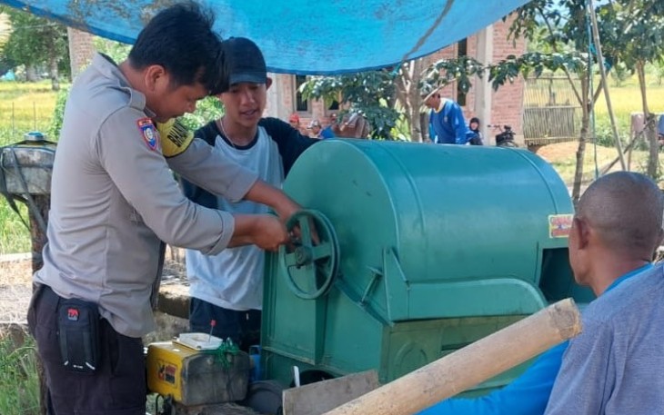 Bhabinkamtibmas Polsek Lebong Utara Bantu Warga Memanen Pagi di Sawah