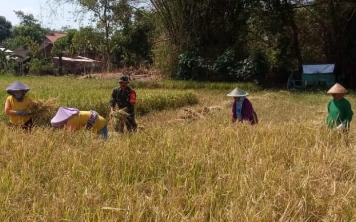  Babinsa Koramil 11/Geger Serma Sutopo melakukan pendampingan panen padi bersama Kelompok Tani Ngudi Luhur ll Desa Geger, Kec. Geger, Kab. Madiun, Sabtu (9/12/2023)