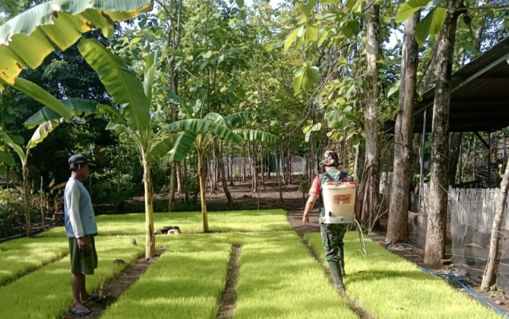 Babinsa Sumberejo saat Dampingi Petani Lakukan Perawatan Bibit Padi
