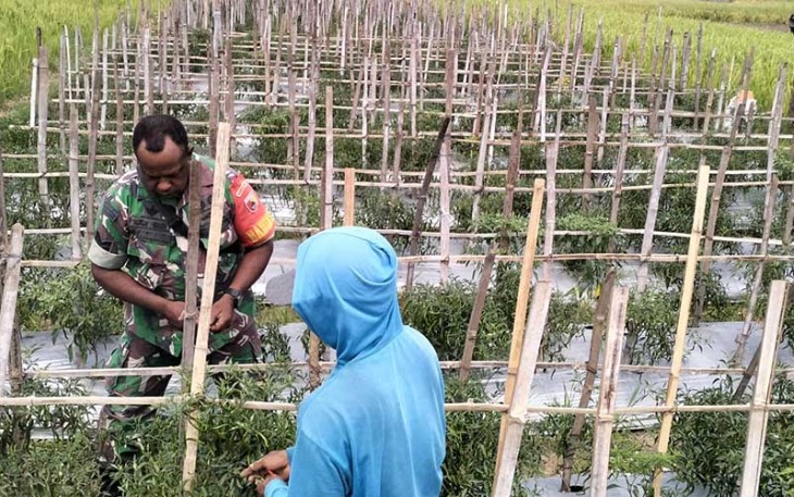  Babinsa Koramil 11/Geger Komsos Dengan Petani Cabe