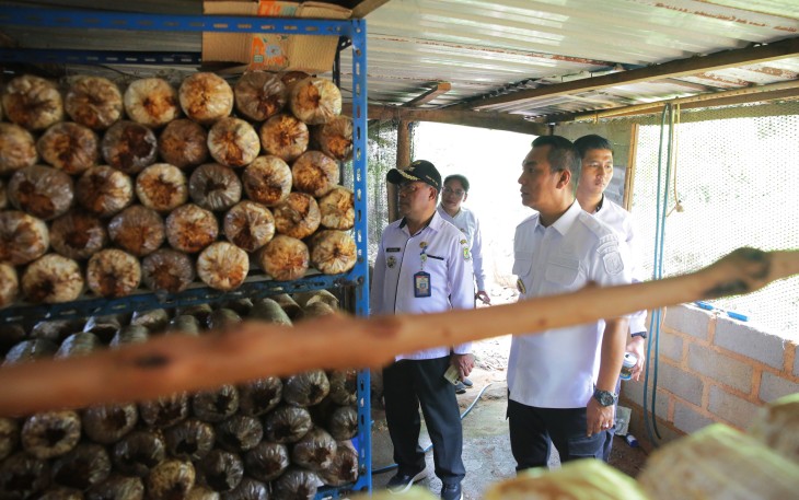 UMKM Budidaya Jamur Tiram