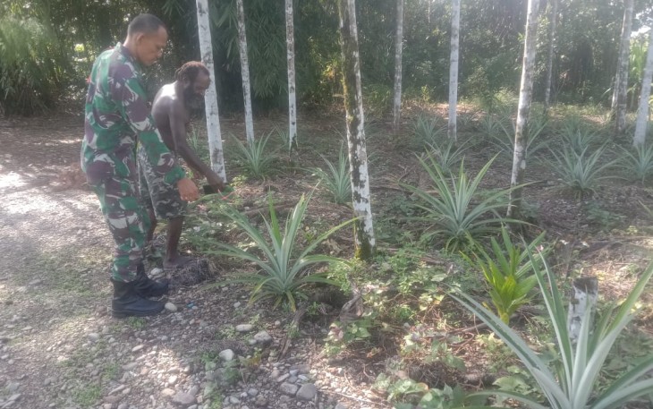 Babinsa Kuala Kencana Beri Motivasi Kepada Petani Nanas