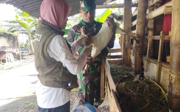 Koramil 15/Kartoharjo Serma Misran Bersama Bhabinkamtibmas mendampingi petugas dari Dinas Ketahanan Pangan dan Peternakan (DKPP) Kota Madiun melakukan vaksinasi terhadap hewan ternak, Kamis (7/3/2024)