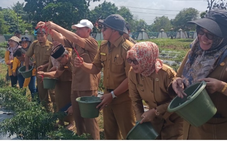 Sekretaris Daerah Sukarni, S.P., M.Si bersama dengan Dinas Pertanian memanen hasil tanaman cabai merah di halaman Kantor Bupati Bengkulu Selatan, Senin (6/5/2024)