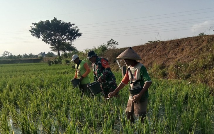 Serka Adi Dampingi Petani Memupuk Tanaman Padi