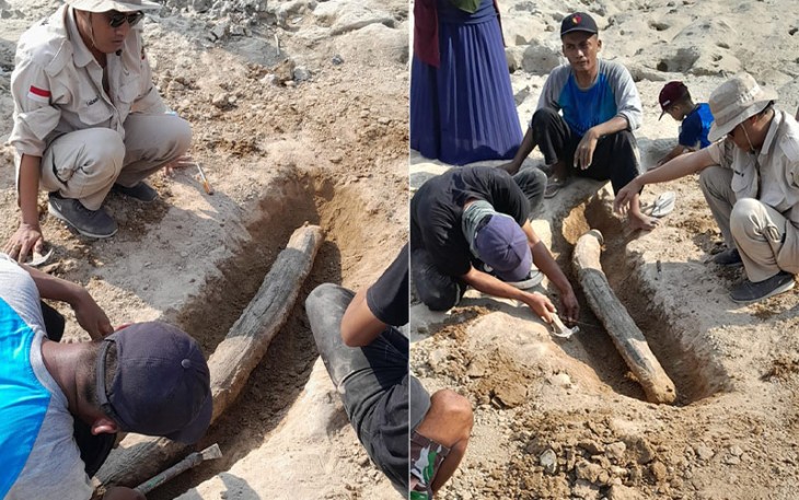 Tim Dinporabudpar kabupaten Blora dibantu warga melakukan ekskavasi fosil gading gajah purba di aliran Sungai Bengawan Solo di Kracakan Desa Ngloram kecamatan Cepu kabupaten Blora.