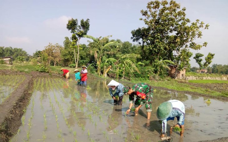Babinsa saat Dampingi Petani Tanam Padi