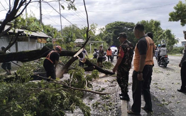 Evakuasi pohon tumbang di jalan desa Watualang, Jum'at (19/1)