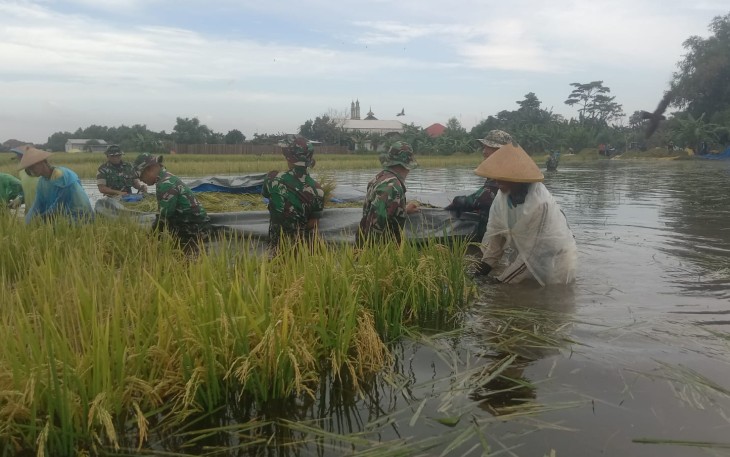 Panen padi diwilayah banjir Desa Sinoman