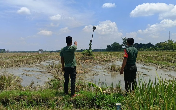 Pasang Rumah Burung Hantu di Persawahan