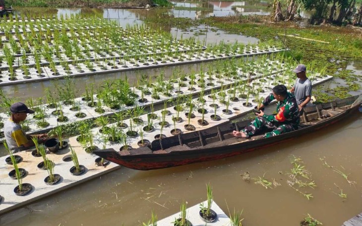 Pendampingan penyuluhan padi terapung di wilayah desa binaan