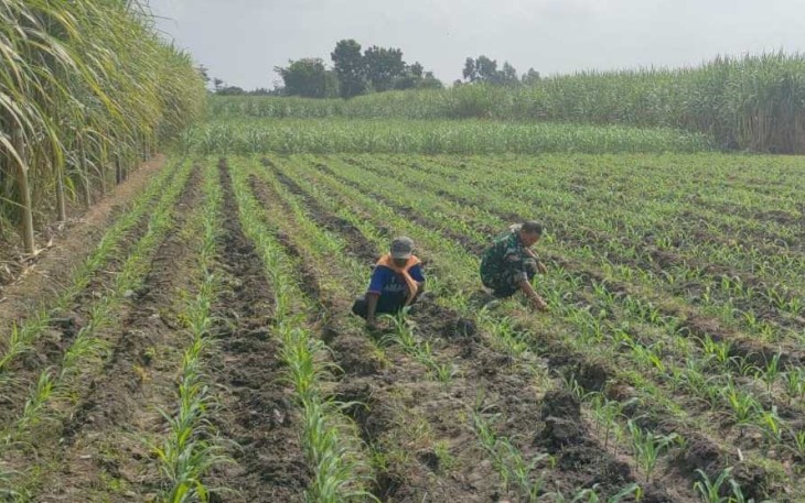 Pendampingan petani wilayah desa binaan 