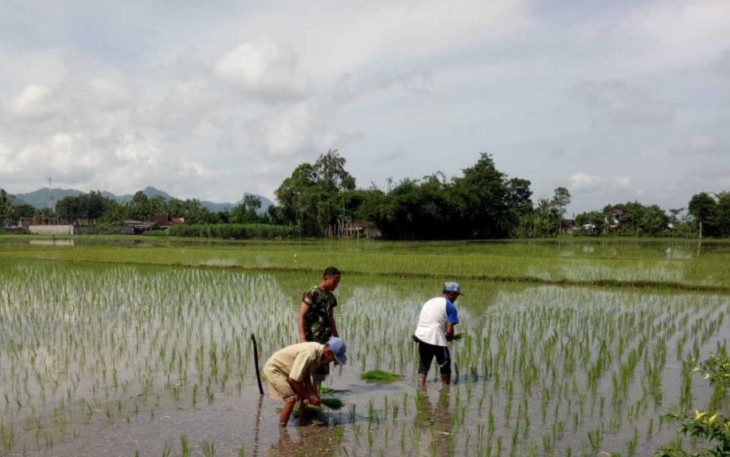 Bantu tanam padi warga binaan 
