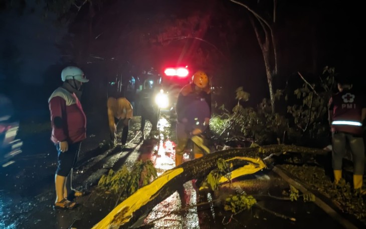 Pohon di Jalan Provinsi Rawan Roboh