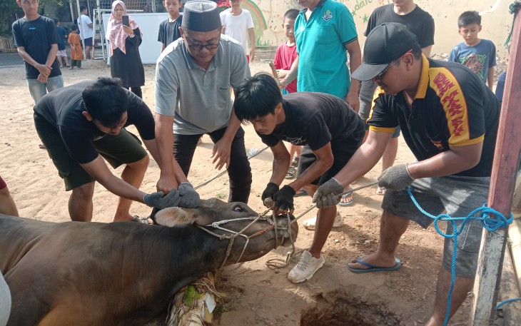 Warga LDII Kota Makassar melaksanakan penyembelihan sapi kurban di Kompleks Dr Tadjuddin Chalid, Jalan Berua Raya, Kota Makassar, Sulawesi Selatan, Senin (17/6/2024). Di tahun 2024 kali ini, warga LDII se-Sulawesi Selatan berkurban 700 ekor sapi dan 73 ekor kambing. 