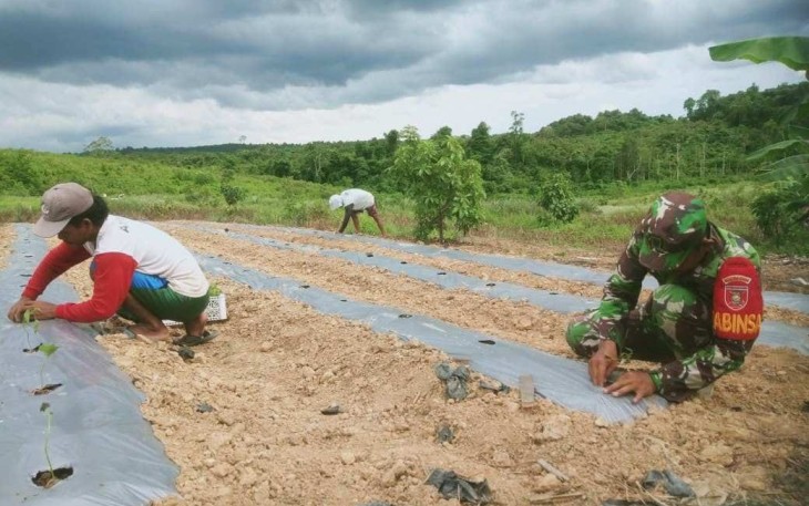 Babinsa Koramil 08/Muara Kaman Kodim 0906/Kutai Kartanegara (Kkr), Sertu Muklison melibatkan diri secara aktif dalam memberikan dorongan semangat kepada para petani cabe yang berada di desa Rantau Hempang kecamatan Muara Kaman kabupaten Kutai Kartanegara (Kukar), Kamis (25/01/2024)