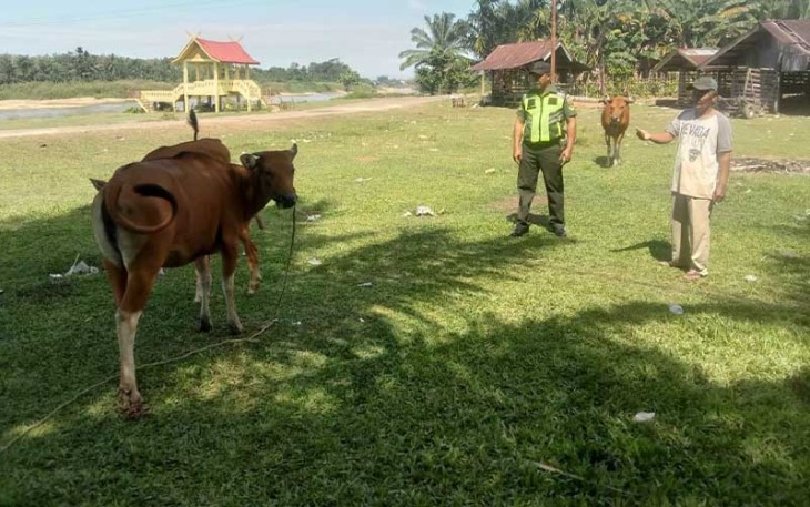 Serka Ardianus, Babinsa Koramil 02/KT, Kodim 0302/Inhu, saat melaksanakan komsos sekaligus pemantauan dan pengecekan kesehatan hewan ternak milik warga sebagai antisipasi wabah penyakit mulut dan kuku (PMK).