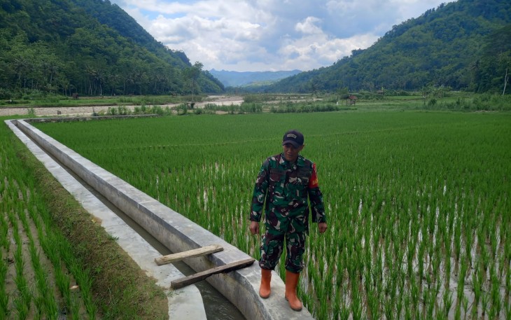 Babinsa Koramil 0801/03 Arjosari Melakukan Cek Irigasi Sawah