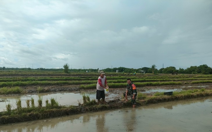 Babinsa Desa Segulung saat Dampingi Penyemaian Benih Padi