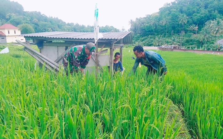 Babinsa Kodim Ponorogo Aktif Bantu Petani Rawat Tanaman Padi