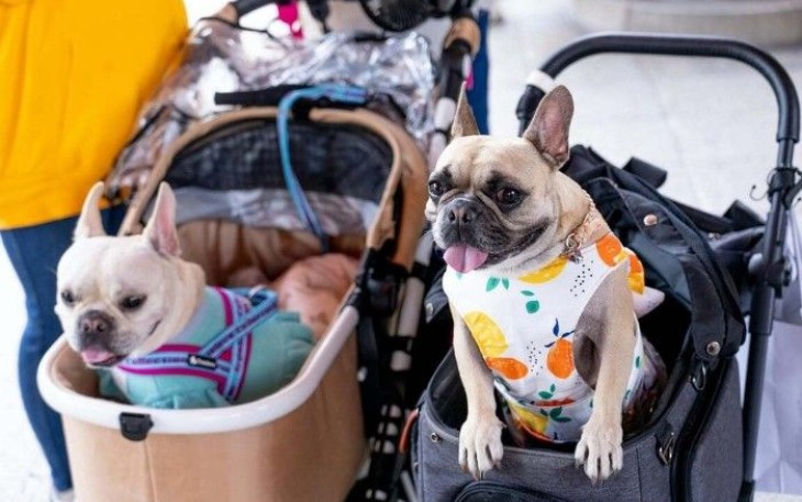 5 Mall Pet Friendly di Jakarta