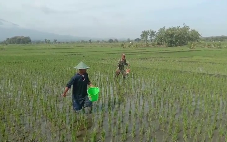 Komitmen Dukung Ketahanan Pangan Babinsa Koramil Karanganyar Aktif Bantu Petani 