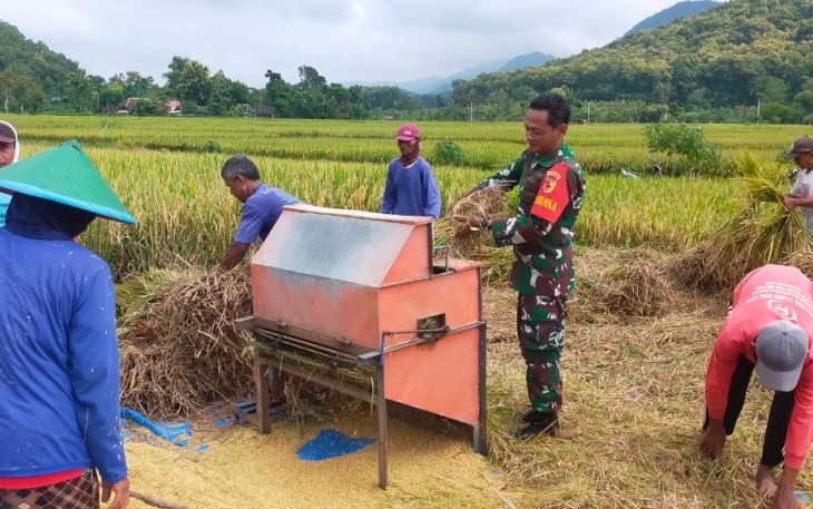 Anggota TNI Kodim Ponorogo saat Bantu Warga Panen dan Sosialisasi Sergab