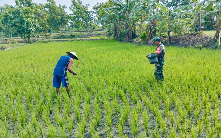 Babinsa Koramil 01/Ngawi saat Bantu Petani Dalam Pemupukan Padi