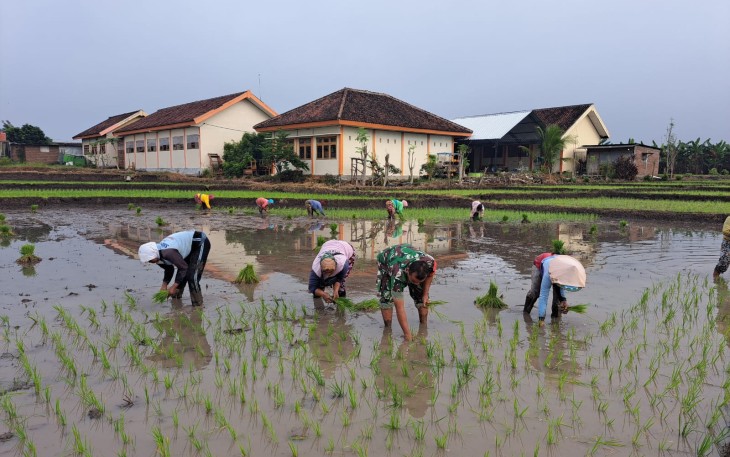 pendampingan dan membantu petani yang sedang menanam padi, Selasa (01/07/2025).
