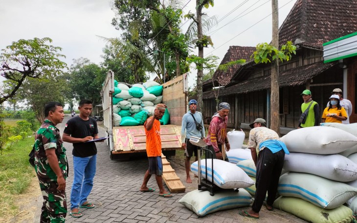 Babinsa Koramil Paron Serka Sugiono saat Dampingi Petani dalam Program Sergap Bersama Bulog