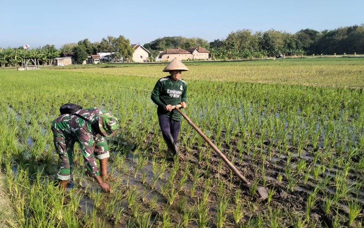 Babinsa Desa Banaran saat Bantu Petani Bersihkan Rumput di Lahan Sawah