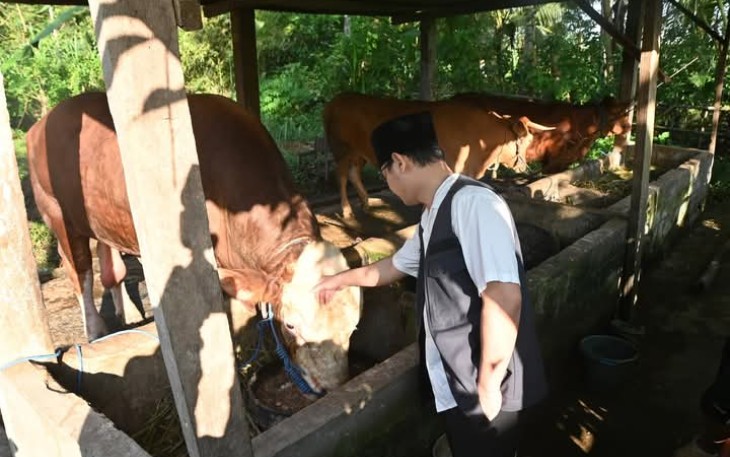 Bupati Trenggalek, Mochamad Nur Arifin, saat meninjau salah satu hewan kurban Presiden ke-8 RI, Prabowo Subianto, di Desa Gembleb, Kecamatan Pogalan, Kabupaten Trenggalek, Kamis (562025).