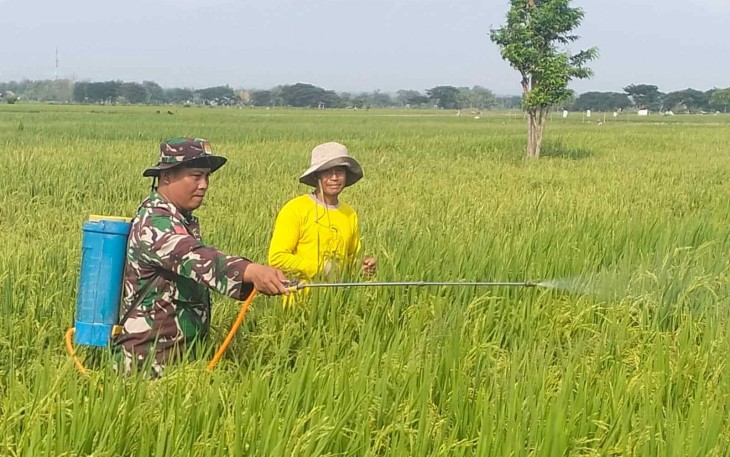 Penyemprotan pestisida d lahan pertanian warga binaan 