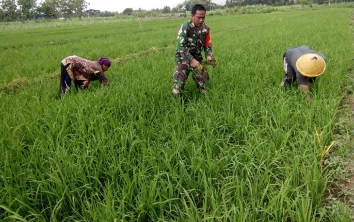 Penyiangan gulma persawahan wilayah desa binaan 