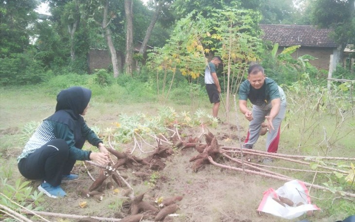 Letda CKE Isdayun saat panen singkong di kebun