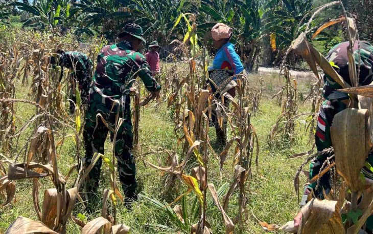 Panen jagung bersama warga alas selatan 