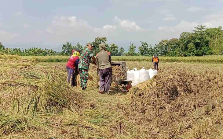 Bantu panen padi warga binaan