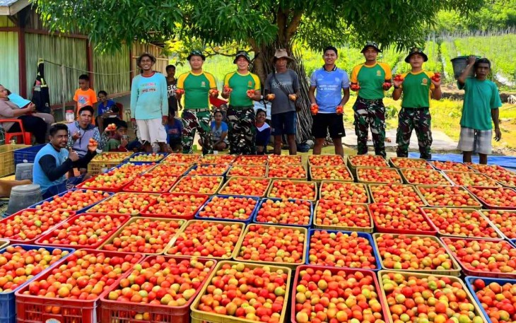 Panen raya tomat Satgas Yonarmed 12 Kostrad 