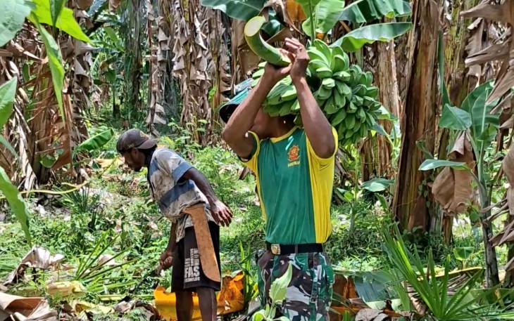 Pos Motamasin dan Warga Namfalus saat Panen Pisang 