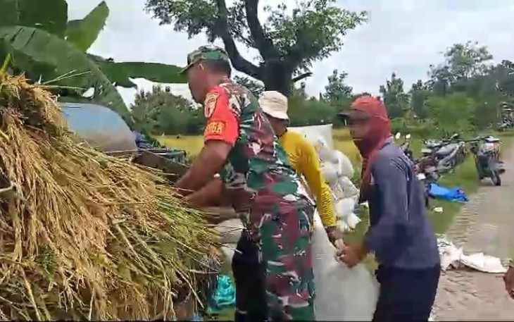Bantu giling padi petani wilayah desa binaan 
