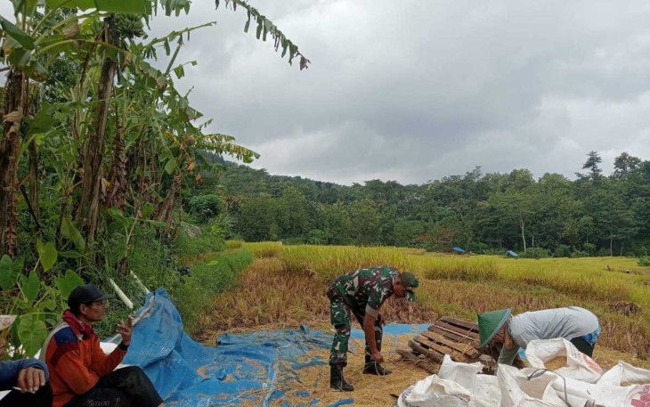 Bantu panen padi warga binaan