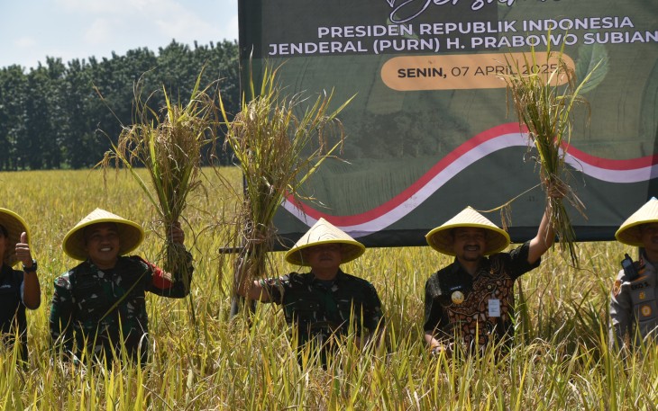 Danrem Wijayakusuma Vicon Panen Padi Serentak di Pemalang