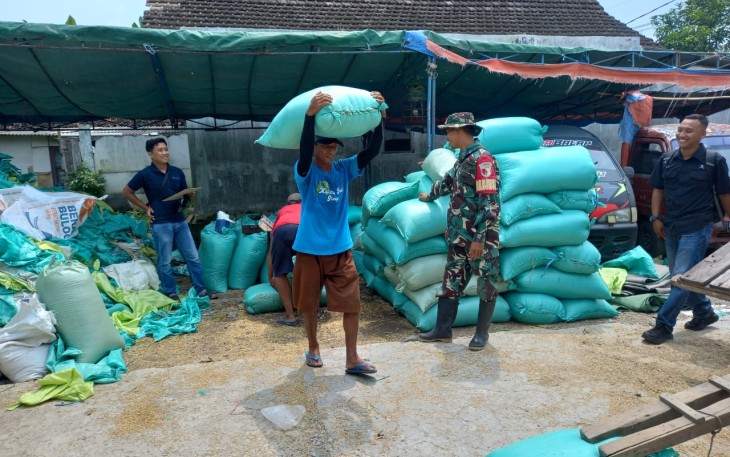 Babinsa Desa Plumpungrejo Melaksanakan Pendampingan Serapan Gabah oleh Bulog