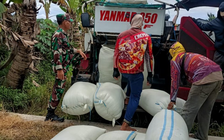 Babinsa Paron dan PPL Kawal Harga Gabah Petani Saat Musim Panen