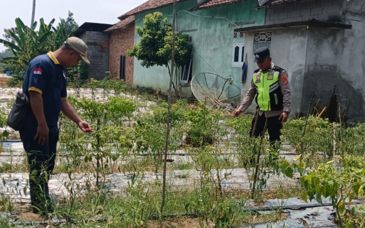 Polsek Belitang III Laksanakan Pendampingan Pengecekan Lahan Pertanian Milik Warga yang di Tanami Cabai